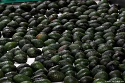 anp060825153 1