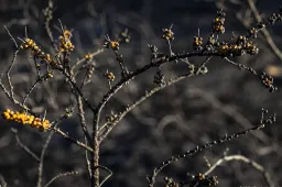 anp100825073 1