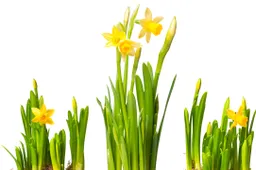 shutterstock_69593092
