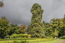 de-sequioadendron-giganteum-in-het-abraham-ledeboerpark