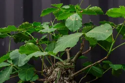 19re-garden-houseplants-04-bmhv-superJumbo