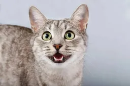 Kat-miauwt-768x512