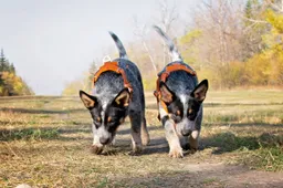 1977455-cloned-puppies-olivia-fiona