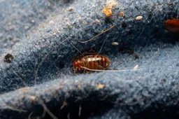 bedbugs-matress-seam-close-photo-600nw-2644077807