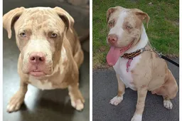 mufasa-links-en-kyra