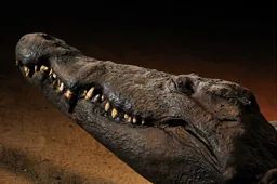 Scherm­afbeelding 2025-12-12 om 06.33.35