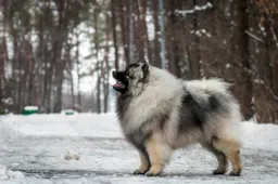 shutterstock_1274520526