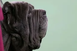 84ef61e4a5dd0cf04e8ee17a8192260d71137ae8-90981865