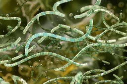 SRLN2ICMMBGBDI6IVYIXUNX3BQ