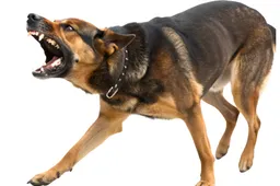 shutterstock_2665847987