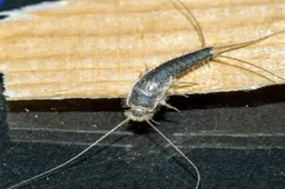 alles-over-zilvervis