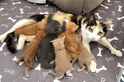 mom-cat-has-thumbs-extra-adopted-kittens-050826-1-995a3c1c5ef240fd94b42060a8fb5f08