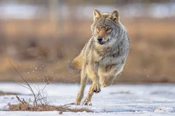 shutterstock_2631922019