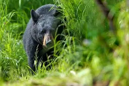bear-attack-northern-saskatchewan