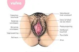 A-vulva-as-seen-from-below-–-Nederlands-300x300