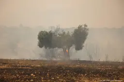 anp070826106 1