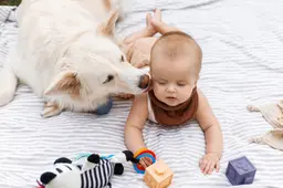 shutterstock_2759406981