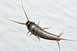 LepismaSaccharina