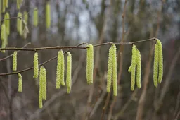 hazelaar hans pixabay