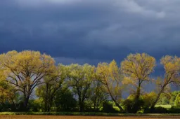 sturm baume feld himmel storm wolken regen onweer 915x518 1