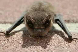 foto vleermuis 1