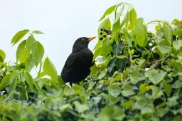 blackbird-7985552_1280