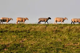 Schapen op de dijk, Peter Steiner, Pexels