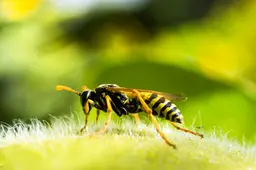 wasp-224681-960-720
