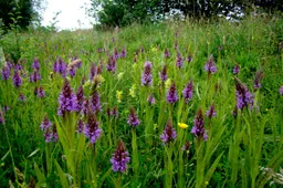 zui rietorchissen bij middelveen eigen foto