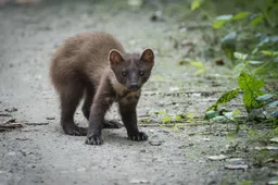 IVN marten-881029_1280