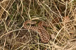 DRFRW 29443-Adder,-vrouw@Aaldrik-Pot---Staatsbosbeheer