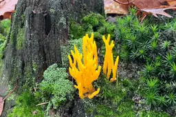 Vledder paddestoelen