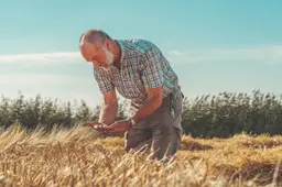 Groningse man in graanveld voor Dollard Whisky