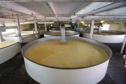 buffalo trace distillery fermentation
