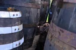Rocco de cockerspaniel die whisky vaten inspecteert bij William Grant & Sons