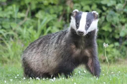 badger-6317333_1280