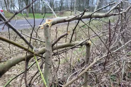 heggenvlechten 20250220_165301-scaled