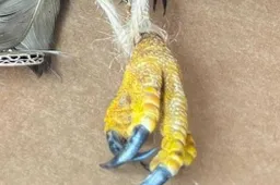 Scherm­afbeelding 2026-01-28 om 13.44.59