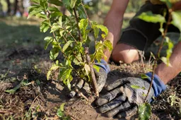 close-up-planting-new-plants-nature