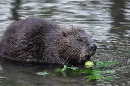 ralf82-beaver-5912466