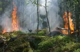 ylvers-forest-fire-432870