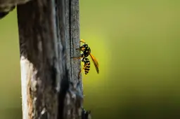 closeup-shot-wasp-perched-wooden-surface-blurred-background