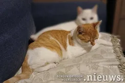 katten