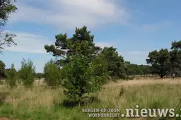 JKr_896_Kalmthoutseheide_001b