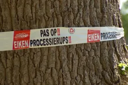 Eikenprocessierups rukt op: hoe kun je er als wielrenner mee omgaan?