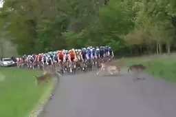 Overstekend wild en spookrijder zorgen voor hachelijke momenten in Tsjechië en Duinkerke