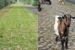 'Parijs-Roubaix zal nooit Wimbledon worden'; geiten en schapen ingezet om Bos van Wallers klaar te maken voor de Hel