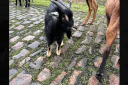🎥 Sfeerbeelden vanuit Arenberg: Geiten plaveiden de kasseien uit Roubaix voor Van der Poel, Philipsen en Pedersen