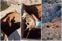 🎥 'GOAT helps goat': Demi Vollering verricht heldendaad bij geitje tijdens vakantie in Griekenland