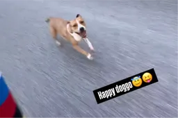 🎥 Pogacar krijgt wederom iemand mee in het wiel: 'happy doggo' sprint doodleuk mee met wereldkampioen